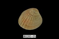 藏品(厚殼縱簾蛤)的圖片